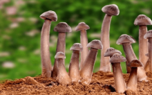 鸡枞多少钱一斤?用对方法锁住鲜味，鸡枞菌保鲜方法介绍！