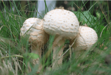 野生白菌有毒吗?不认识的菌类切记不要自行食用以免中毒!