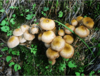 野生榛蘑怎么吃?教你几道经典又美味的榛蘑佳肴!