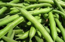 来试试四季豆肉包子什么味道？油而不腻香气扑鼻!