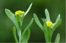 什么人不能食用清明菜?清明菜食用禁忌人群介绍！