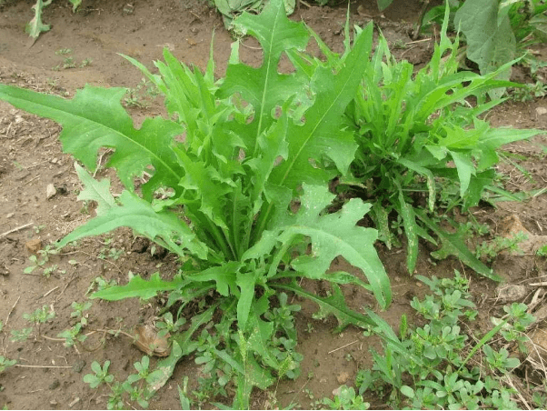 苣荬菜读音是什么图片