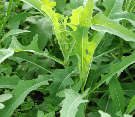 苣荬菜怎么读图片