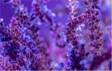 薰衣草的种子怎么浸泡?告诉你正确浸泡催芽方法！