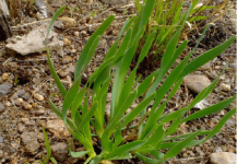 野韭菜如何种植?教你如何种植出健康的野韭菜!