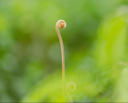 多吃薇菜会致癌?薇菜的这些食用禁忌你不得不看!