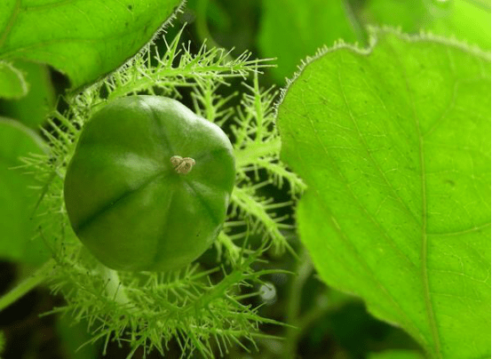 龙珠果 药用价值图片