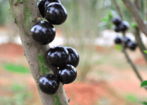嘉宝果每斤的价格是多少?嘉宝果的市场价贵吗？