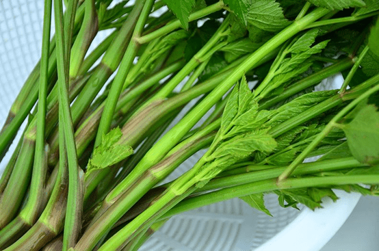 野生水芹菜的功效