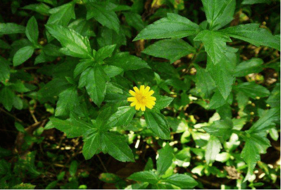 马兰头野菜花图片图片