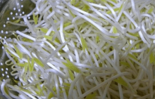 绿豆芽不能和什么一起吃？这些食物一定不能和绿豆芽一起吃！