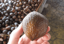 蛇皮果是什么味道？如此营养丰富的水果你居然不敢吃？快来了解蛇皮果的独特