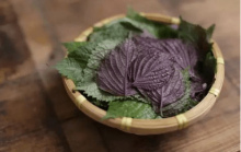 新鲜紫苏叶怎么吃?新鲜紫苏叶经典食用大全!