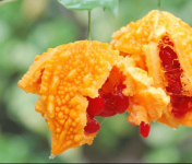 癞葡萄的皮究竟能不能吃?别让良品害了你！
