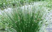 荸荠是什么？你知道荸荠为什么被称为“地下雪莲”吗？