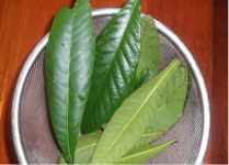 怎样用枇杷叶煮水能止咳?这才是最为正确的枇杷叶煮水的方法!