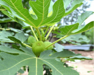 你知道无花果叶的功效吗?以后这样的叶子再也不要扔了!