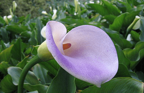 海芋花花语(海芋花花束图片)