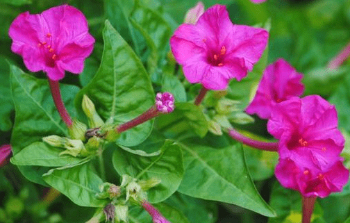 紫茉莉怎麼養