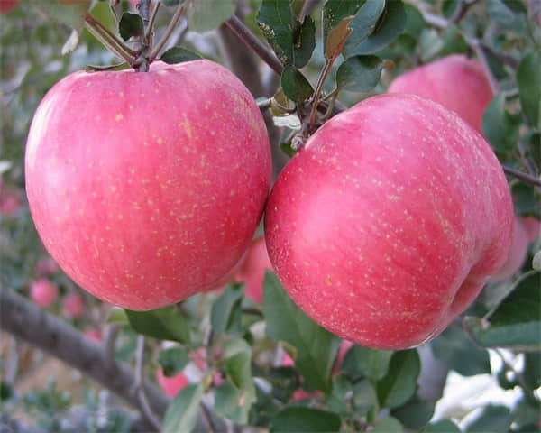 你能说出红星苹果和蛇果的区别吗?看这里你就知道啦!