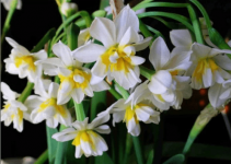 水仙花这样养才开花！水仙花的养殖方法介绍！