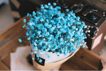 不同颜色满天星花语不同?蓝色满天星有什么特殊寓意吗?