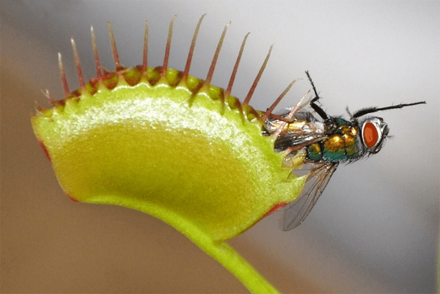 捕蝇草的繁殖方式