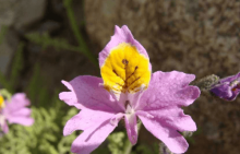 蛾蝶花怎么养？怎么才能让蛾蝶花更美观？