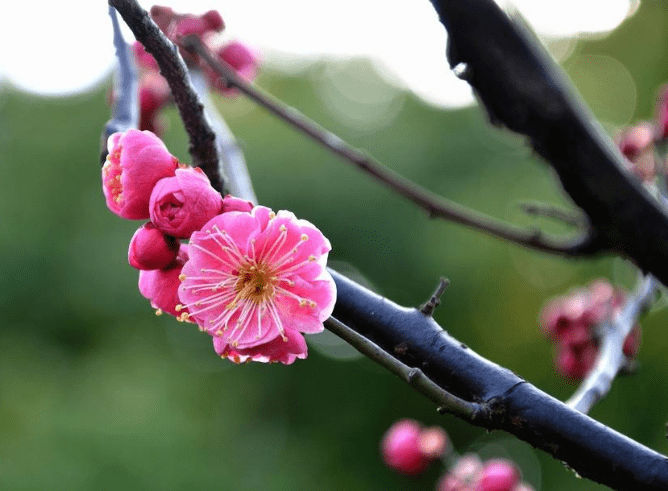 梅花種植方法介紹!_花草百科網