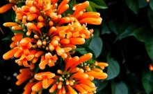 炮仗花的花期你还不知道？喜欢炮仗花的你赶快来了解一下！