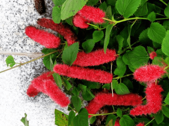 红色毛茸茸的长条花图片