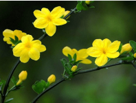 迎春花是什么颜色？迎春花的颜色原来是这种啊！