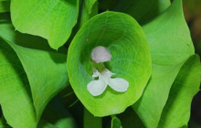 贝壳花怎么养？怎么才能让贝壳花更旺盛！
