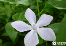 花叶蔓长春什么时候开花？这个时间的花叶蔓长春花你一定要去看看！