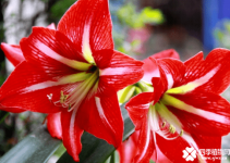 朱顶红的花语是什么？朱顶红的花语比花还要美！