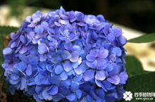 八仙花有什么花语？八仙花的这些花语你知道吗？