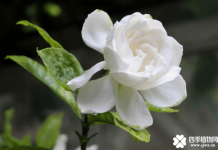 栀子花叶子发黄！看完这些你的栀子花叶子再也不会发黄了！