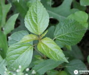 铁苋菜老百姓叫什么菜？也许你那里经常吃的就是它哦！