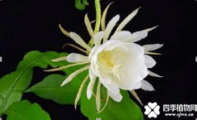 居然被昙花的花语感动哭了!看看你了解多少?