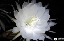 昙花一现视频抢先看! 花开花落 见证爱与感动!