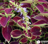 彩叶草的花语是什么？彩叶草的花语及传说！