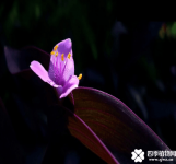 紫鸭跖草有毒吗？紫鸭跖草该怎么养呢？