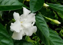狗牙花的花语是什么?狗牙花的美丽传说介绍!