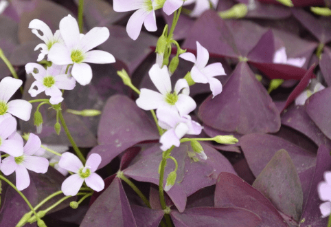 紫葉酢漿草花語