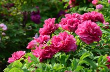 牡丹花有什么寓意?不同花色的牡丹花语是什么?