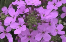 蓝香芥怎么养？怎么才能让蓝香芥更旺盛！