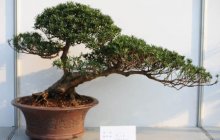 罗汉松该如何养护?罗汉松的养殖方法介绍!