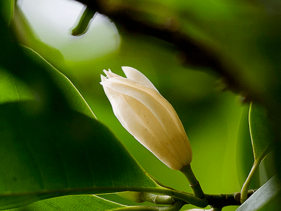 白兰花花期是什么时候 白兰花花期该如何养护 花草百科网