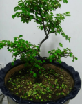 珍珠梅盆景怎样养护？珍珠梅盆景养护方法介绍！