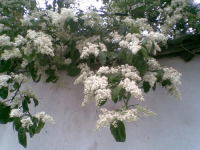槐花应该怎么种植?槐花的养殖方法详细介绍!